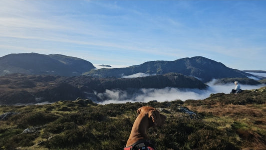 Penny the Vizsla above a stunning cloud inversion on Fleetwith Pike